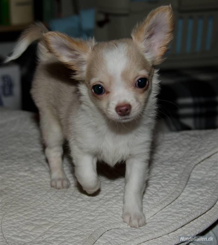 Chihuahua Chiboel's Dancing Matilde - Baby Tila billede 2