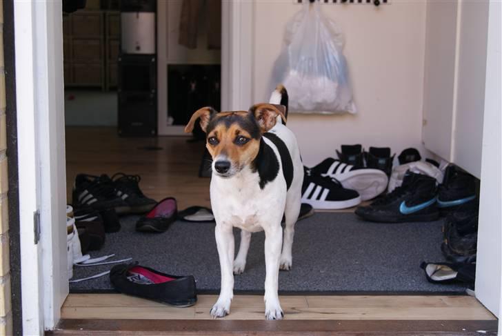 Dansk svensk gaardhund Nugga. billede 11