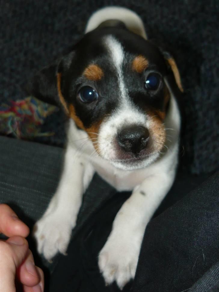 Dansk svensk gaardhund Moustgaard Havana billede 3