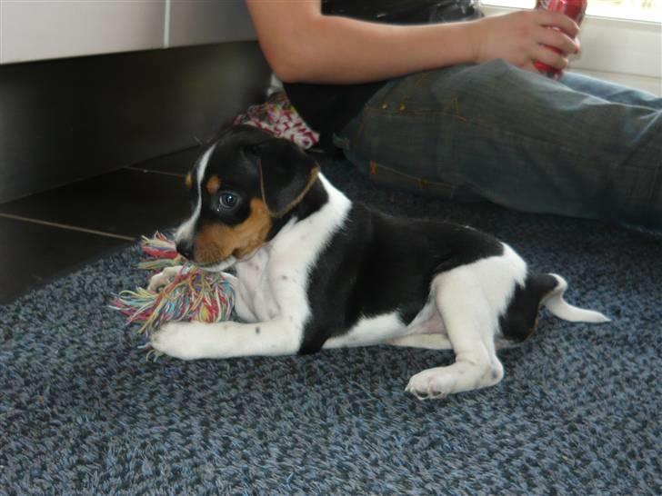 Dansk svensk gaardhund Moustgaard Havana billede 4