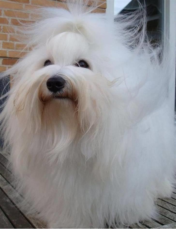 Coton de tulear Jespersen's Chili Pepper billede 1