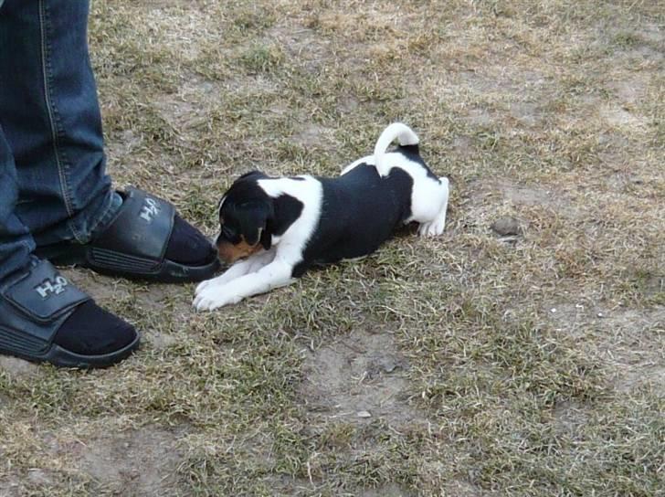 Dansk svensk gaardhund Moustgaard Havana billede 5