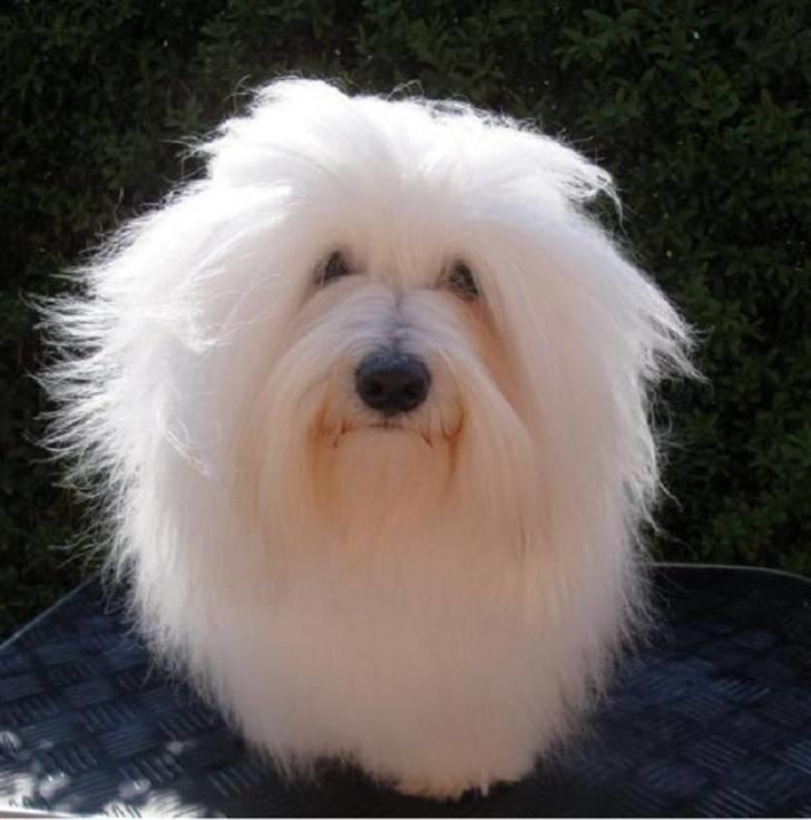 Coton de tulear Jespersen's Chili Pepper billede 2