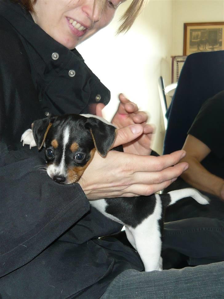 Dansk svensk gaardhund Moustgaard Havana billede 6