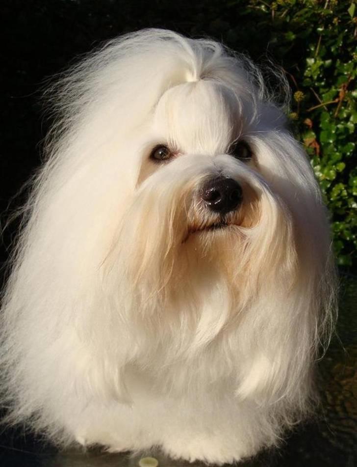 Coton de tulear Jespersen's Chili Pepper billede 3