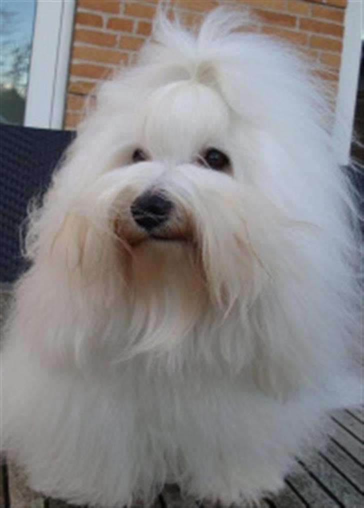 Coton de tulear Jespersen's Chili Pepper billede 4