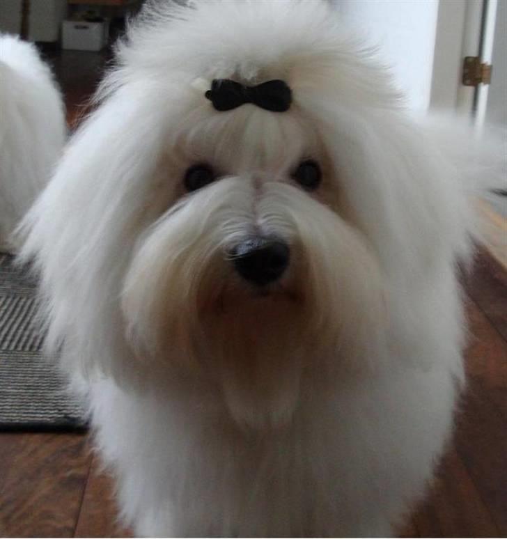 Coton de tulear Jespersen's Chili Pepper billede 5