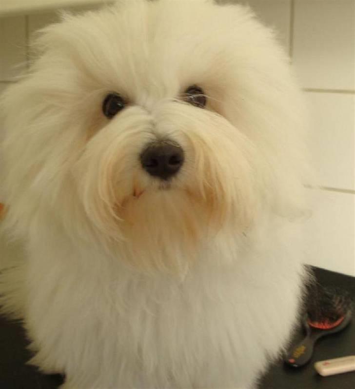 Coton de tulear Jespersen's Chili Pepper billede 6