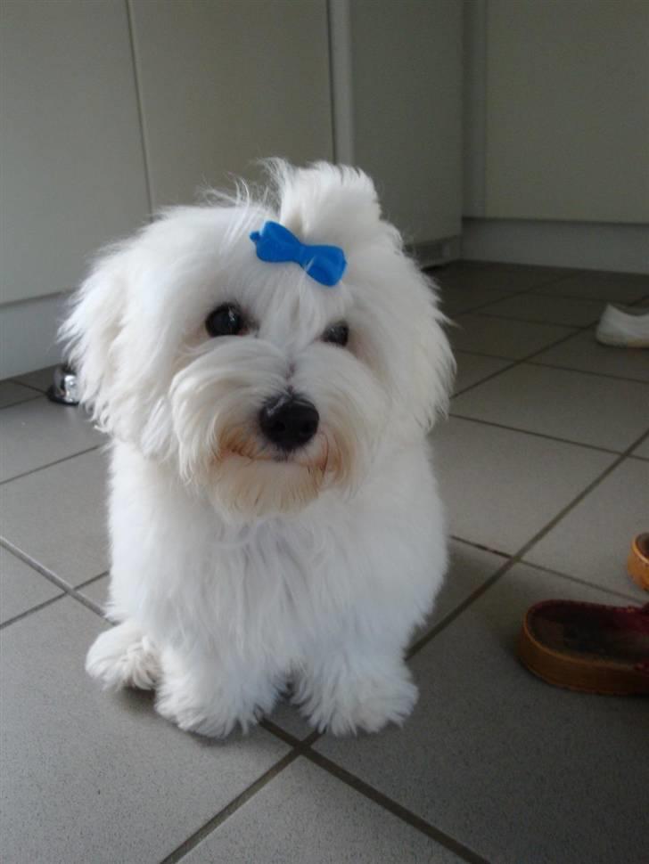 Coton de tulear Jespersen's Chili Pepper billede 7