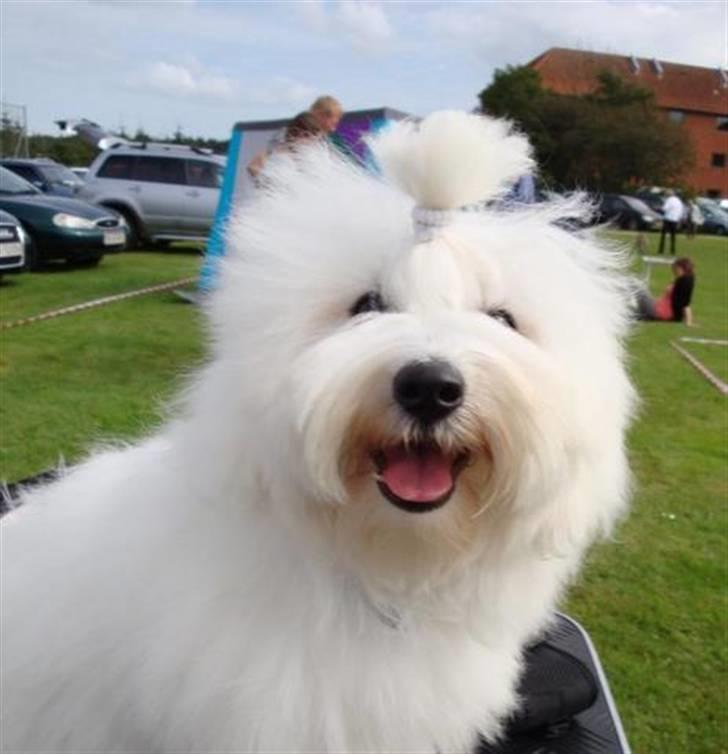 Coton de tulear Jespersen's Chili Pepper billede 8