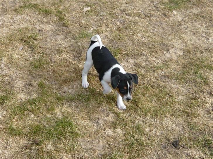 Dansk svensk gaardhund Moustgaard Havana billede 7