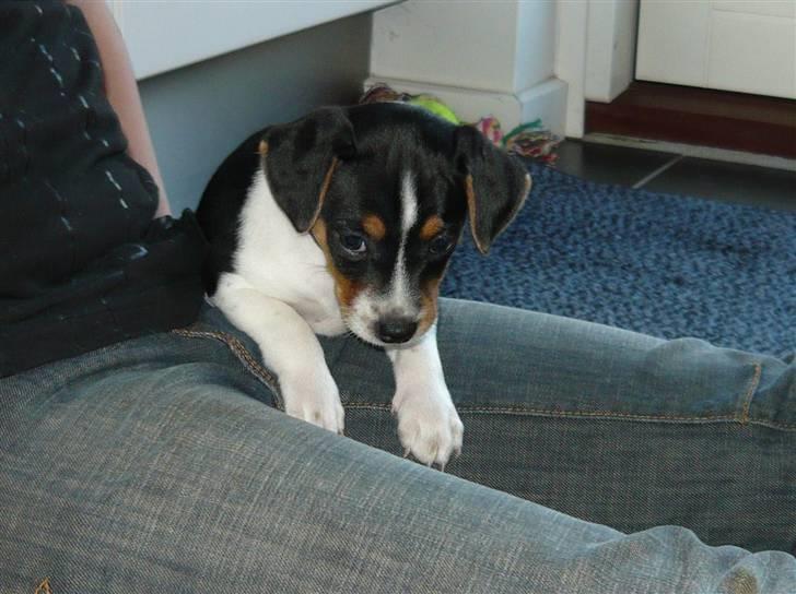 Dansk svensk gaardhund Moustgaard Havana billede 8