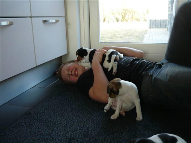 Dansk svensk gaardhund Moustgaard Havana billede 9