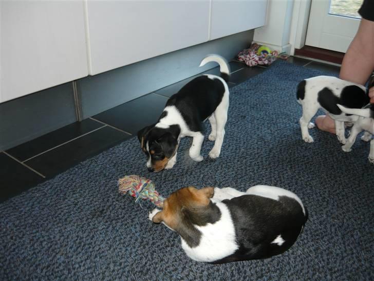 Dansk svensk gaardhund Moustgaard Havana billede 10