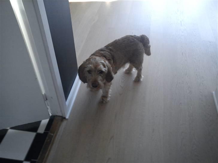 Basset fauve de bretagne walter billede 4