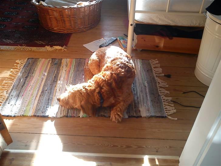 Basset fauve de bretagne walter billede 5