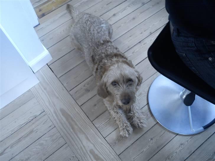 Basset fauve de bretagne walter billede 9