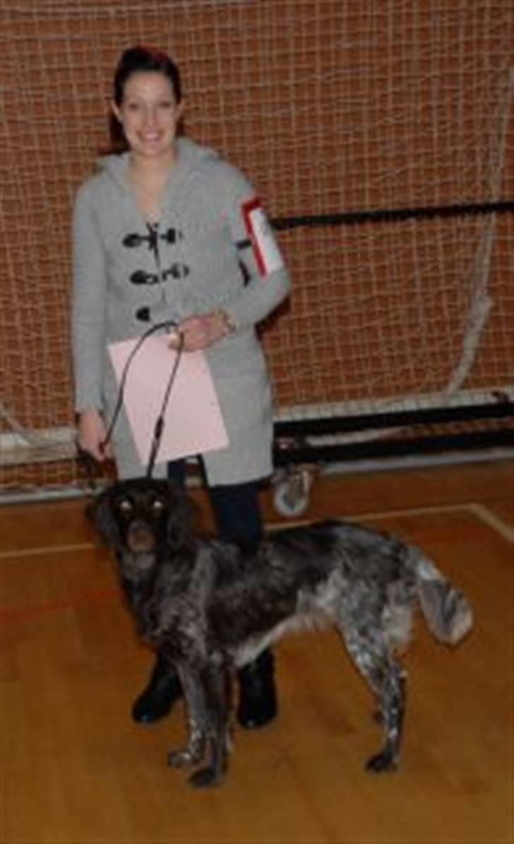 Kleiner münsterländer Løvmosen´s Tikka - udstilling Grenå den 19/2 2011 billede 10