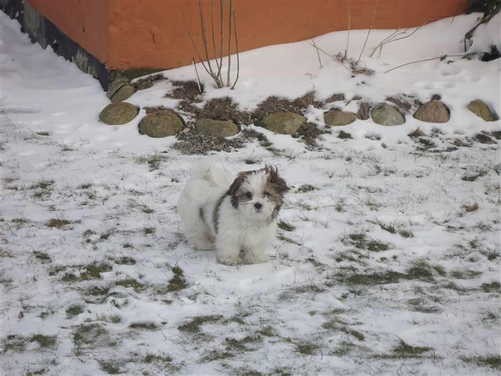 Blanding af racer Boomer billede 6