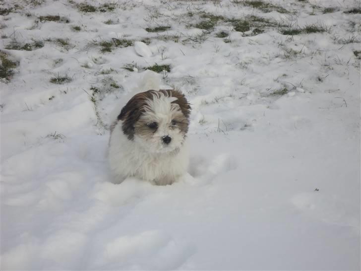 Blanding af racer Boomer - Ude i vintersneen 2011 billede 7