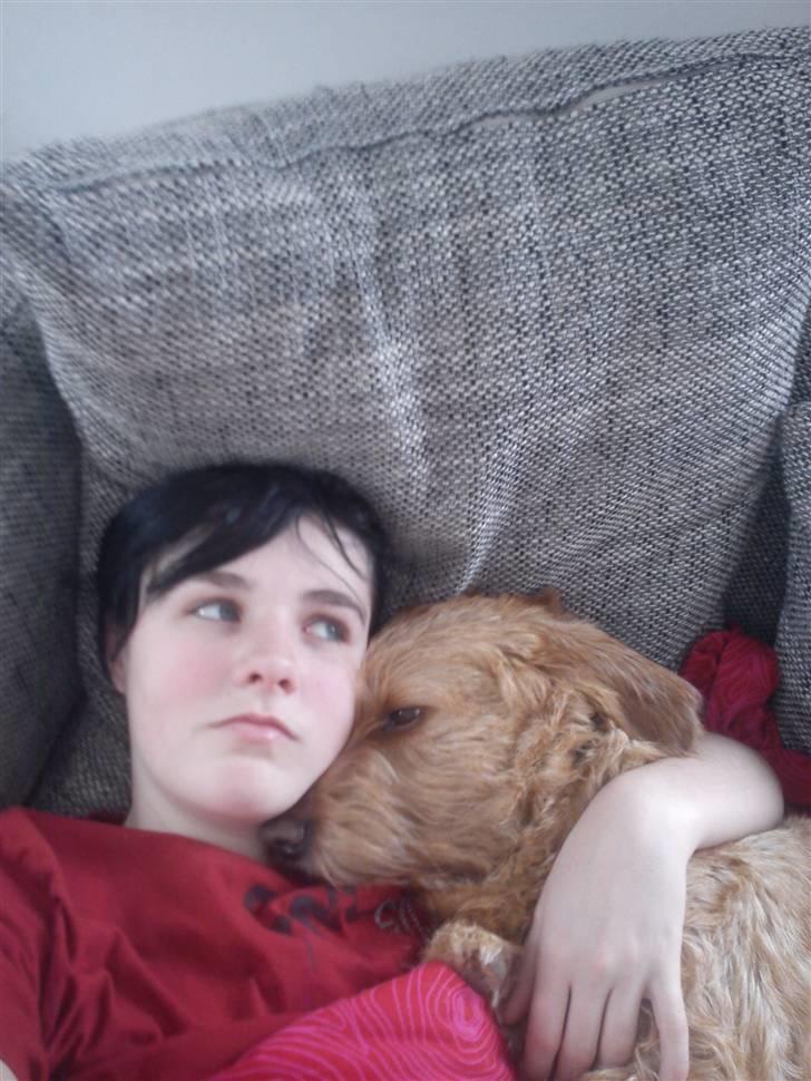 Basset fauve de bretagne walter billede 14