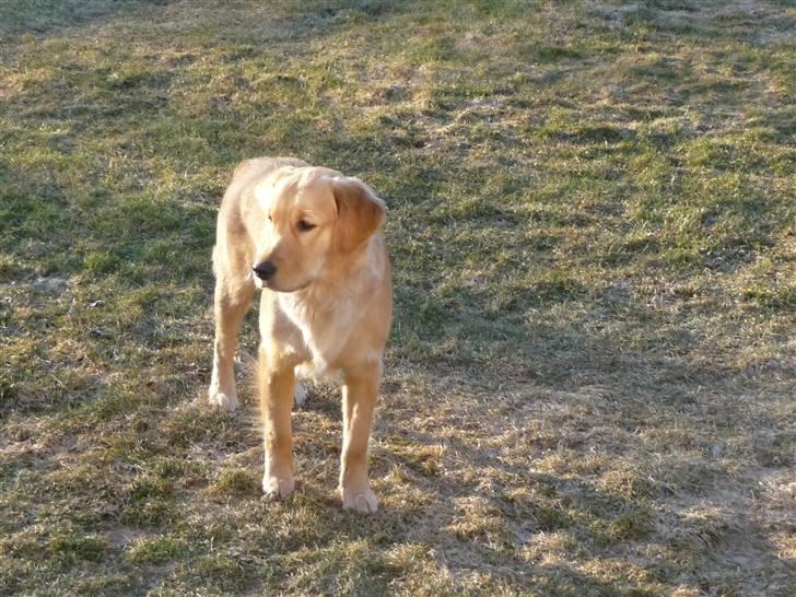 Golden retriever Bailey billede 12