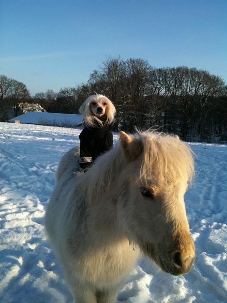 Chinese crested hårløs Spike - Spike og Spunk billede 17