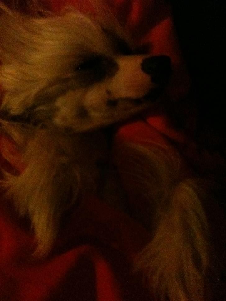 Chinese crested hårløs Spike billede 18