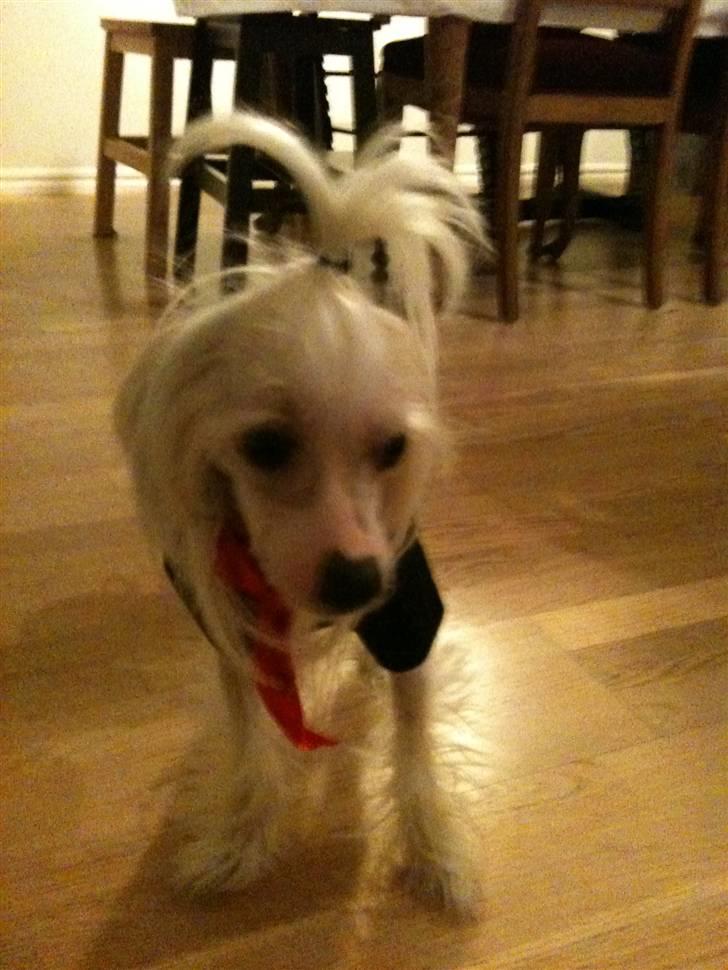 Chinese crested hårløs Spike - Pyntet til en hyggelig juleaften billede 19