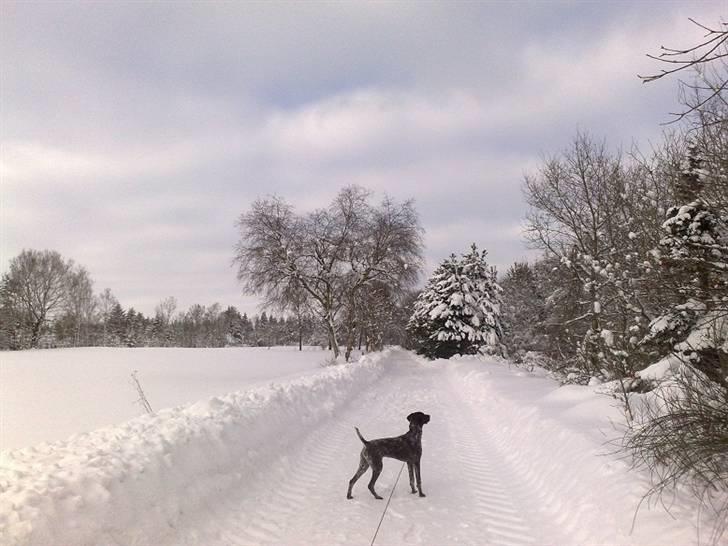 Korthåret hønsehund Bækken´s Dusty billede 11