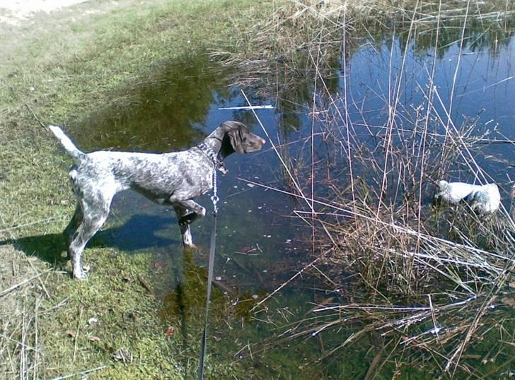 Korthåret hønsehund Bækken´s Dusty - Dusty jager lokkeænder ;) billede 12