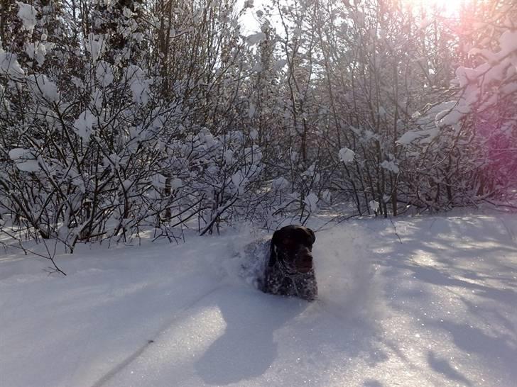 Korthåret hønsehund Bækken´s Dusty - Svømmer i sneen! billede 13