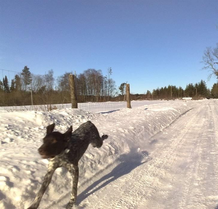 Korthåret hønsehund Bækken´s Dusty - I fuld galop! billede 14