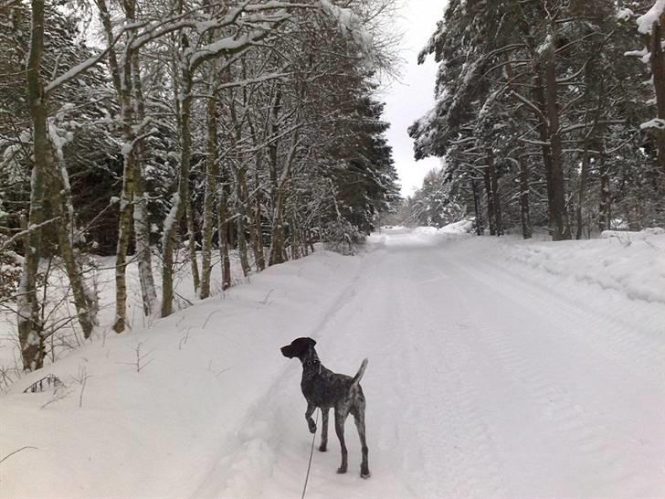 Korthåret hønsehund Bækken´s Dusty billede 16