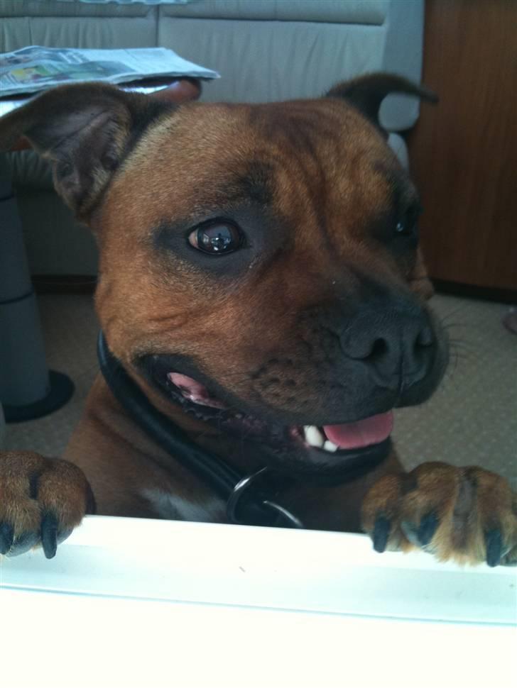 Staffordshire bull terrier colliermans Luna billede 1