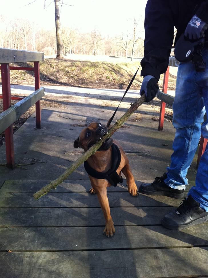 Staffordshire bull terrier colliermans Luna billede 2