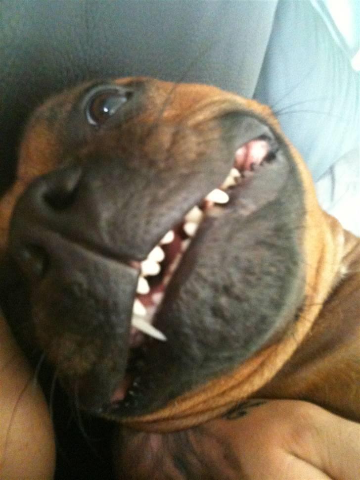 Staffordshire bull terrier colliermans Luna billede 3