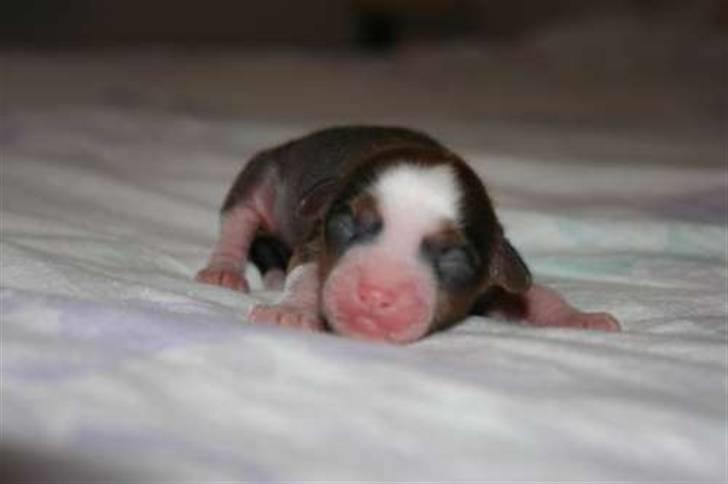 Chinese crested hårløs Toulouse - Baby-Toulouse =) billede 1