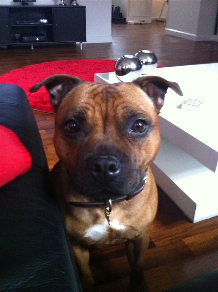 Staffordshire bull terrier colliermans Luna billede 4