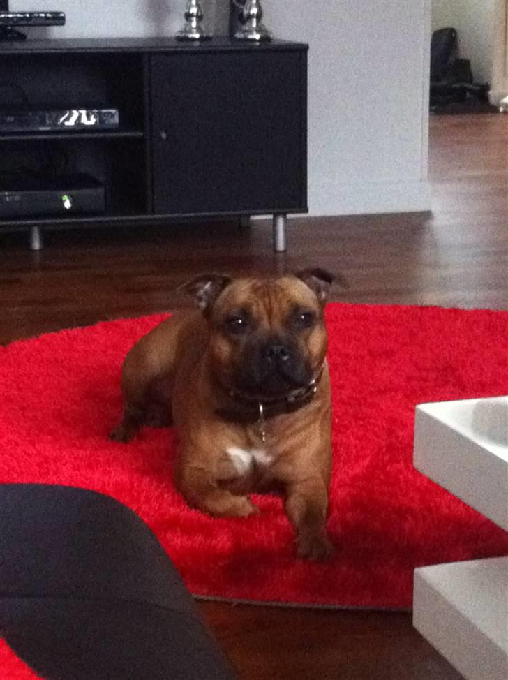 Staffordshire bull terrier colliermans Luna billede 5