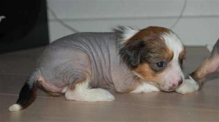 Chinese crested hårløs Toulouse billede 2
