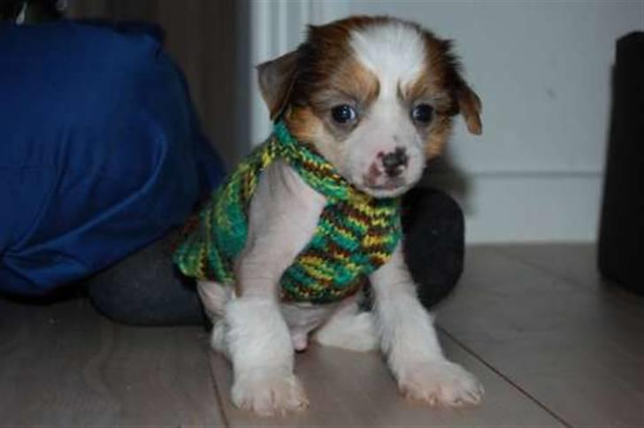 Chinese crested hårløs Toulouse billede 3