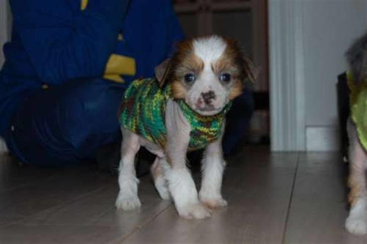 Chinese crested hårløs Toulouse billede 4