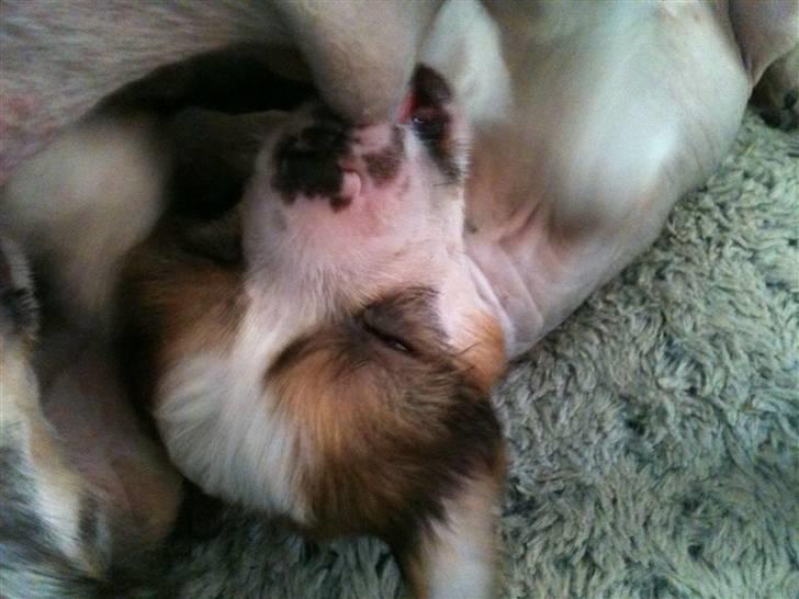 Chinese crested hårløs Toulouse - Total hygge billede 5