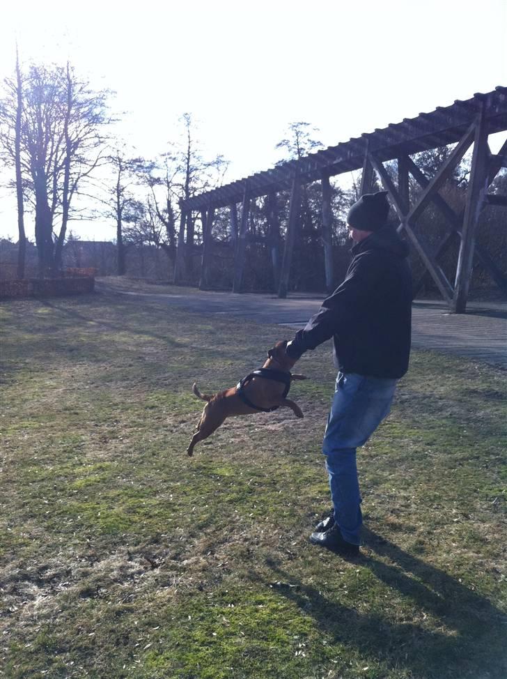 Staffordshire bull terrier colliermans Luna billede 6