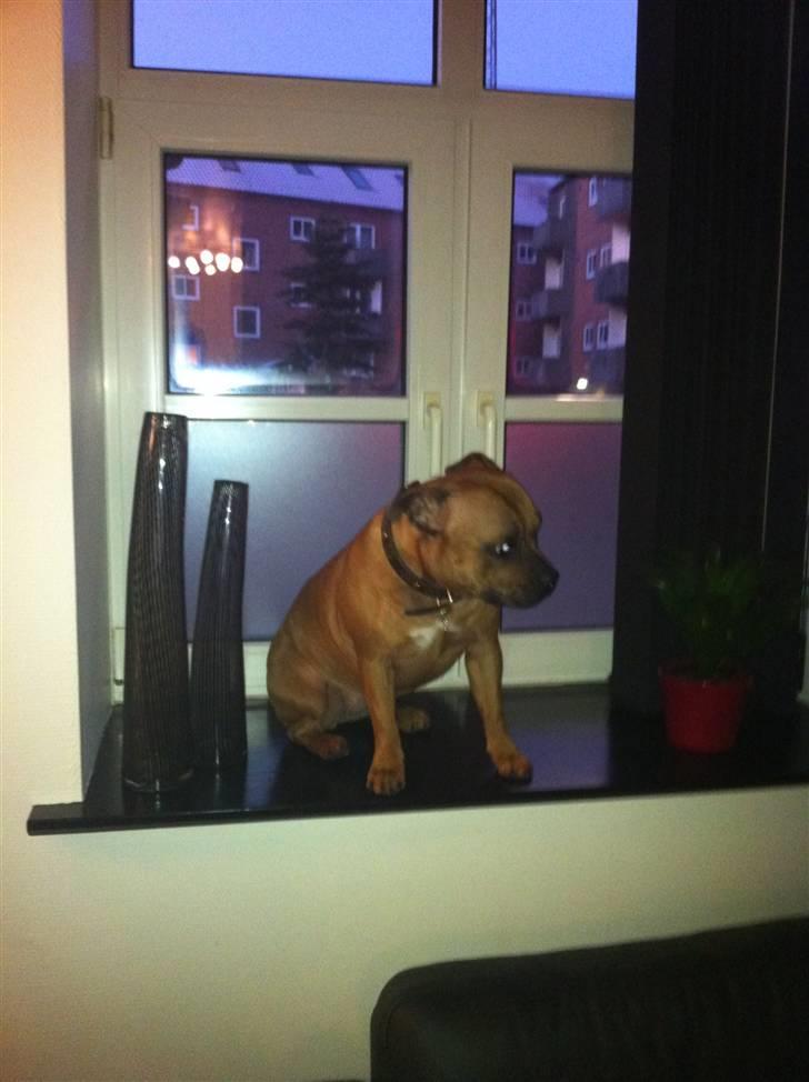 Staffordshire bull terrier colliermans Luna billede 7