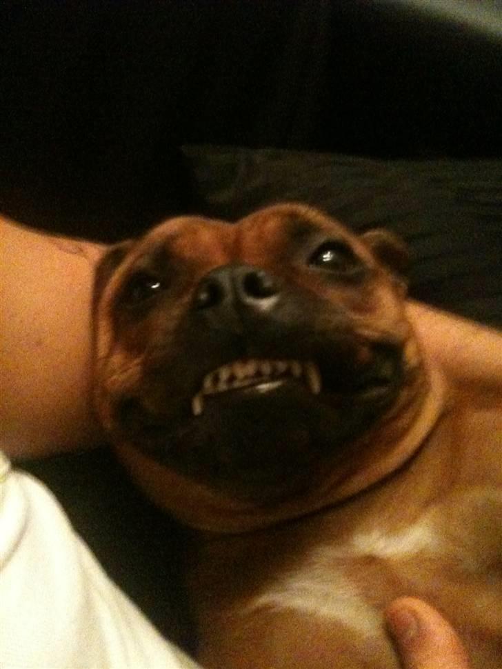 Staffordshire bull terrier colliermans Luna billede 8