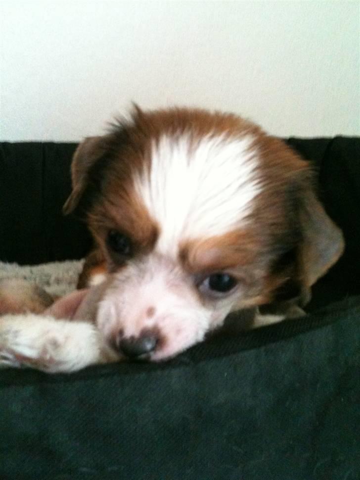 Chinese crested hårløs Toulouse billede 6