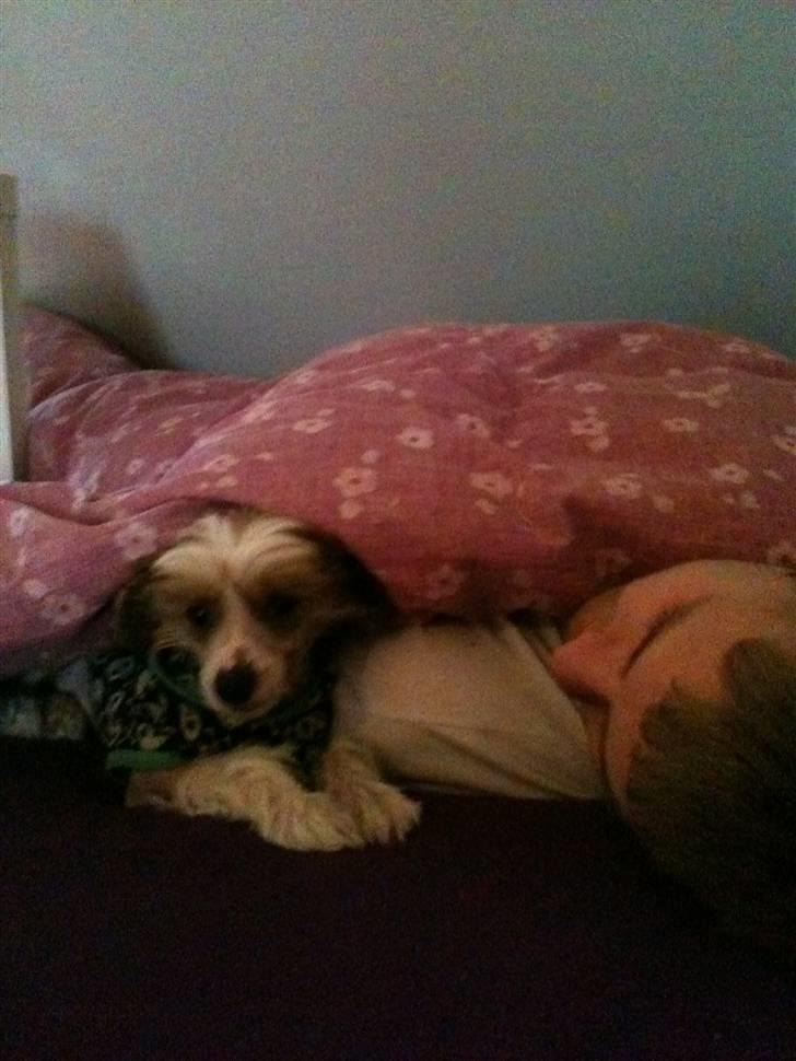 Chinese crested hårløs Toulouse - Toulouse og far putter!  billede 7