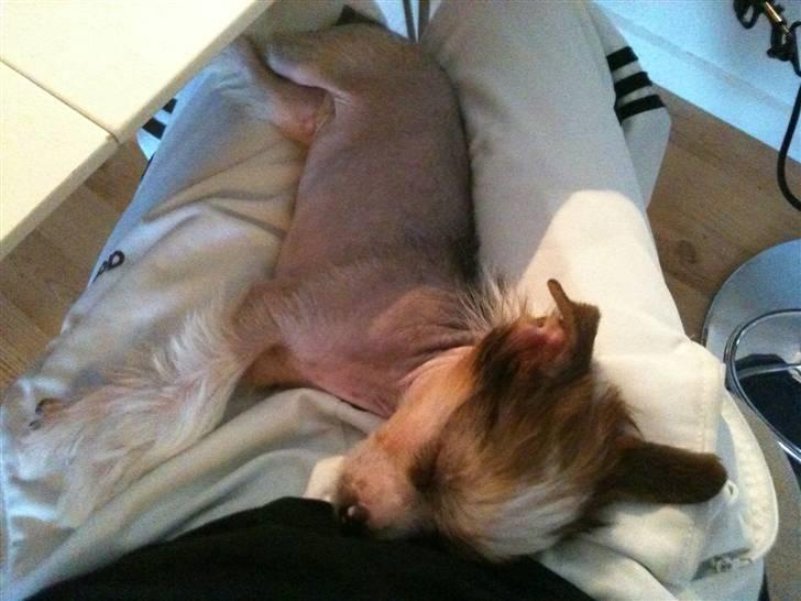 Chinese crested hårløs Toulouse - Pludselig meget, meget træt hund. billede 8